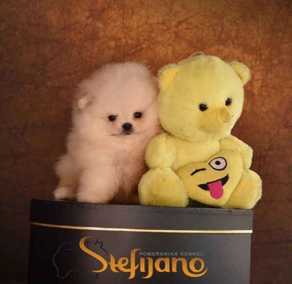 cuccioli di pomeranian boo | Foto 1