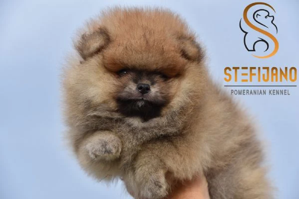 cuccioli di pomeranian boo | Foto 0