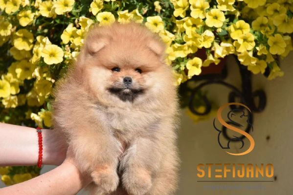 cuccioli di pomerania boo