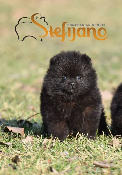 cuccioli di pomerania boo | Foto 6