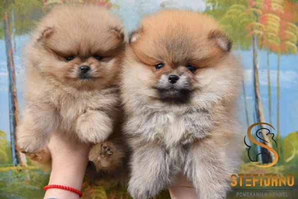 cuccioli di pomerania boo | Foto 5