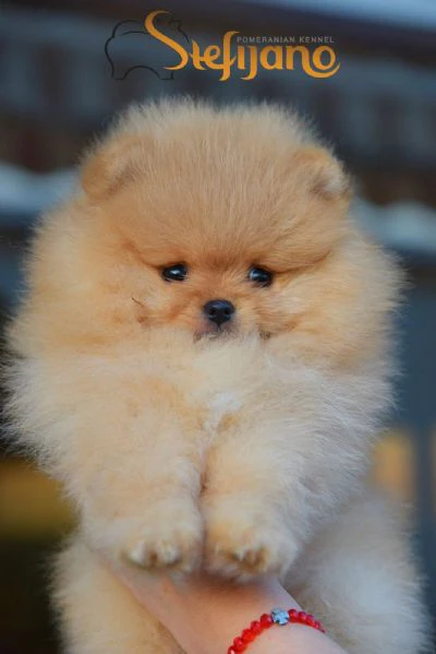 cuccioli di pomerania boo | Foto 4