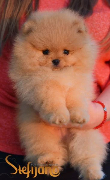 cuccioli di pomerania boo | Foto 3