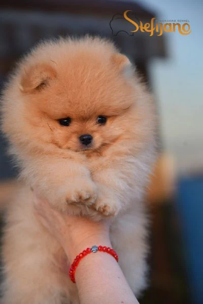 cuccioli di pomerania boo | Foto 2