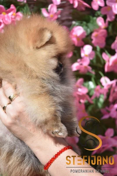 cuccioli di pomerania boo | Foto 1
