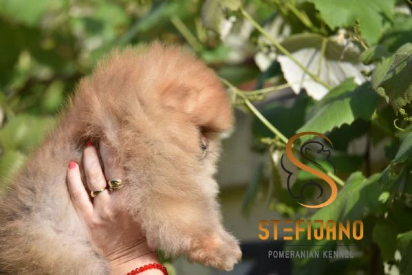cuccioli di pomerania boo | Foto 0