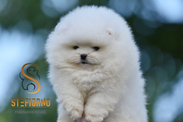 cuccioli di spitz di pomerania