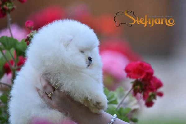 cuccioli di spitz di pomerania | Foto 1