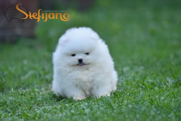 cuccioli di spitz di pomerania | Foto 0