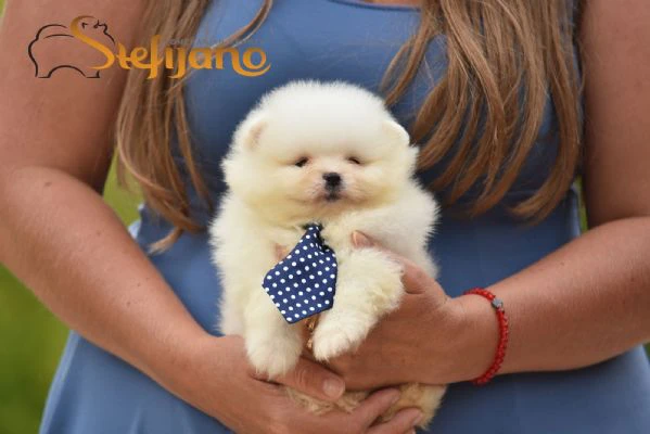 pomerania boo cuccioli | Foto 3