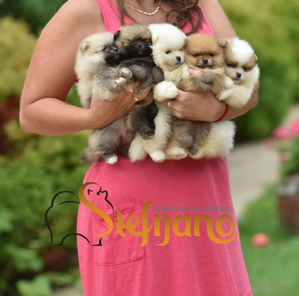 pomerania boo cuccioli | Foto 1