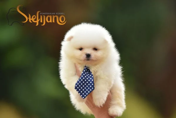 pomerania boo cuccioli