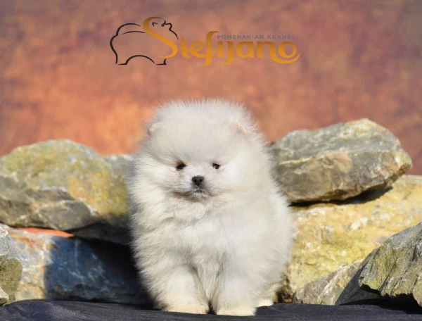 cuccioli di spitz pomerania | Foto 1