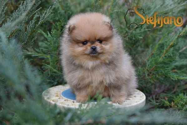 cuccioli di spitz pomerania | Foto 0