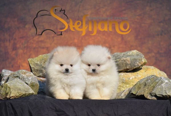 cuccioli di spitz pomerania