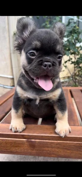 bulldog francese