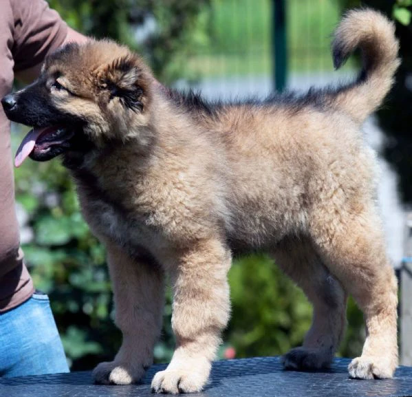 pastore del caucaso - cuccioli splendidi | Foto 0