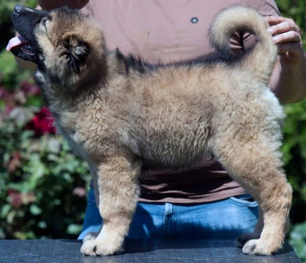 caucasian shepherd – splendidi cuccioli | Foto 6