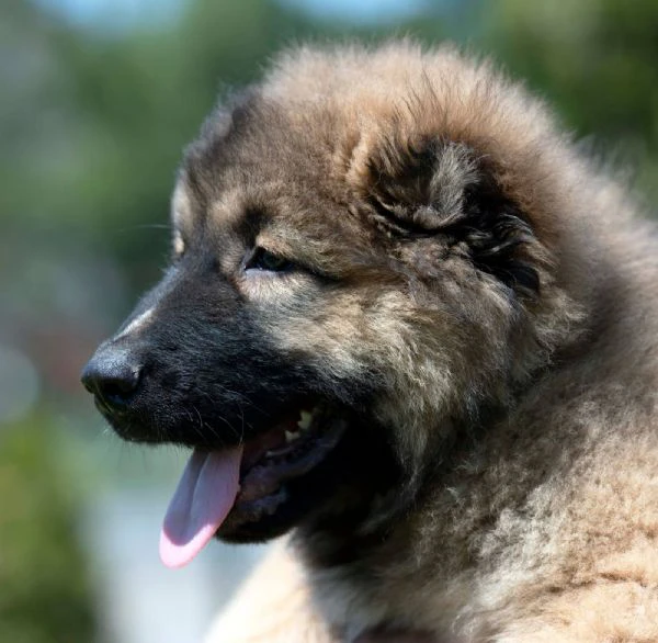 caucasian shepherd – splendidi cuccioli | Foto 4