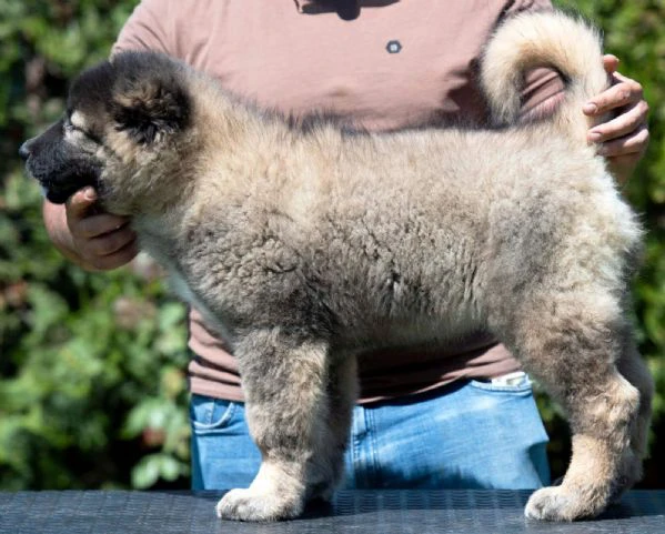 caucasian shepherd – splendidi cuccioli | Foto 2