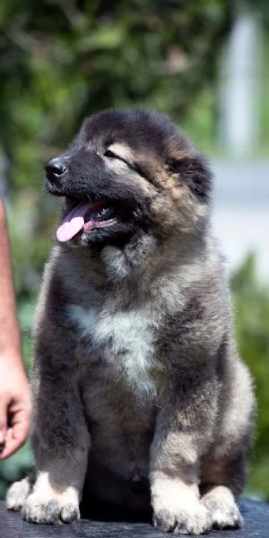 caucasian shepherd – splendidi cuccioli