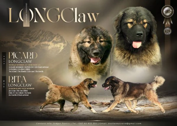 caucasian shepherd – splendidi cuccioli | Foto 1