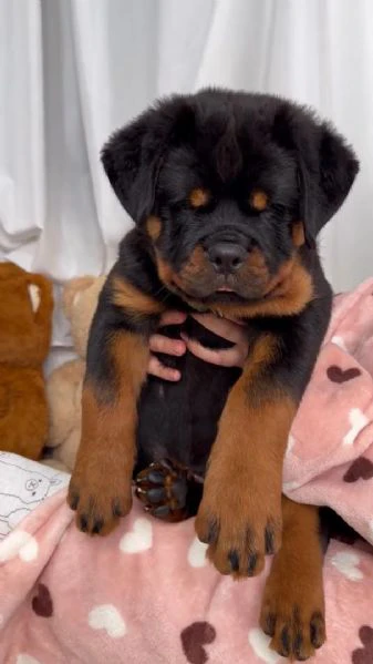 rottweiler disponibili per l'adozione