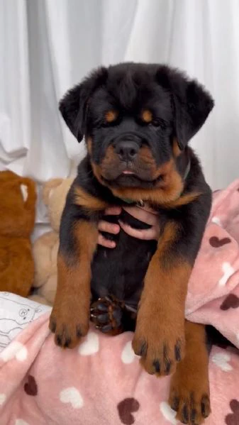 rottweiler disponibili per l'adozione | Foto 0