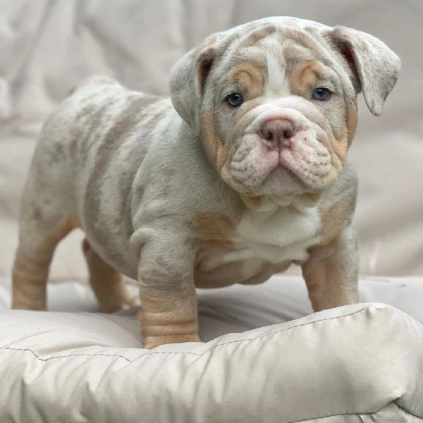 bulldog inglese disponibile per l'adozione