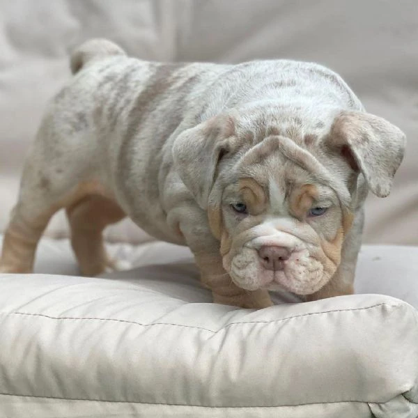 bulldog inglese disponibile per l'adozione | Foto 4