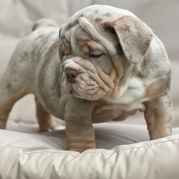 bulldog inglese disponibile per l'adozione | Foto 3