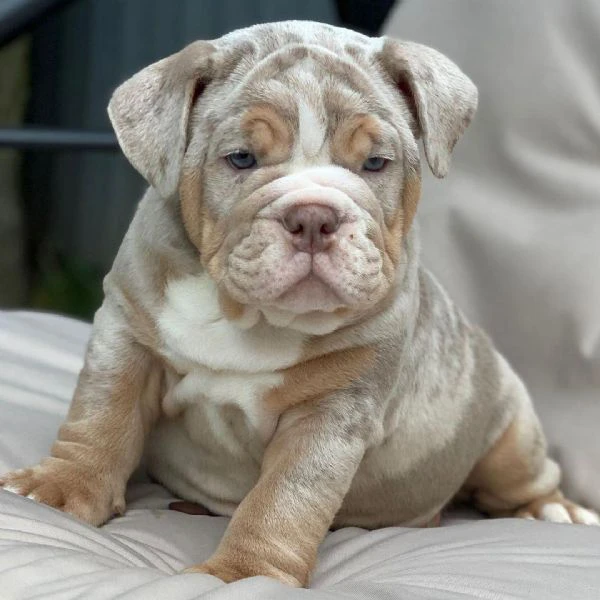 bulldog inglese disponibile per l'adozione | Foto 2