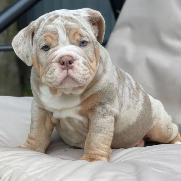 bulldog inglese disponibile per l'adozione | Foto 1