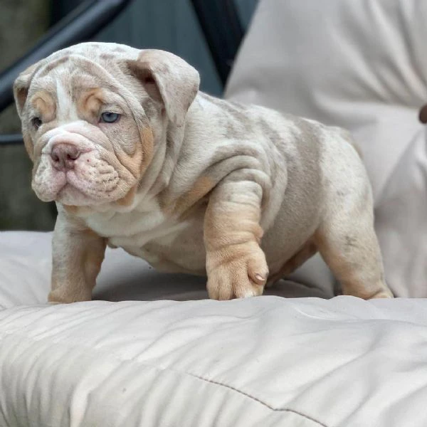 bulldog inglese disponibile per l'adozione | Foto 0