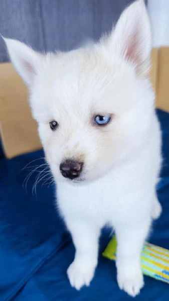 cucciolo di husky disponibile per adozione