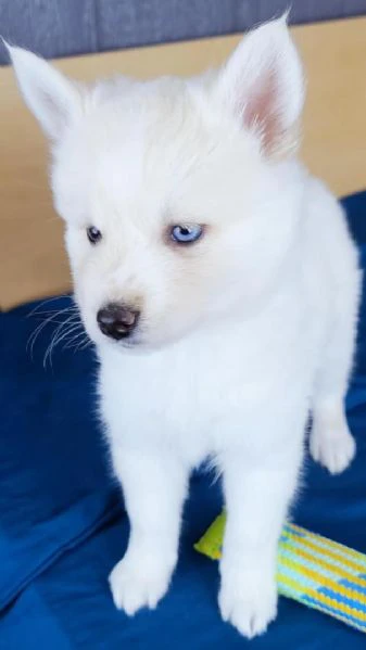 cucciolo di husky disponibile per adozione | Foto 0