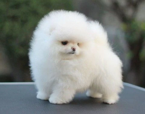 cuccioli di pomerania di szpic