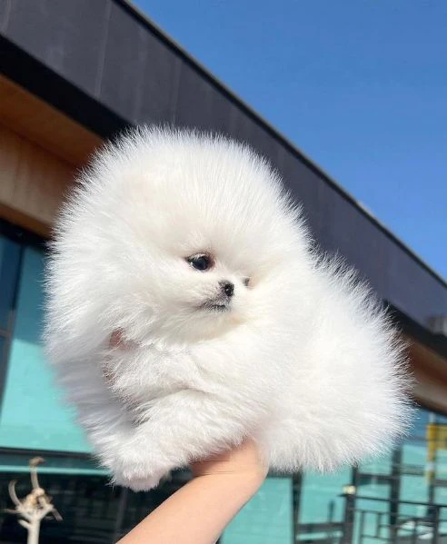 cuccioli di pomerania di szpic | Foto 0