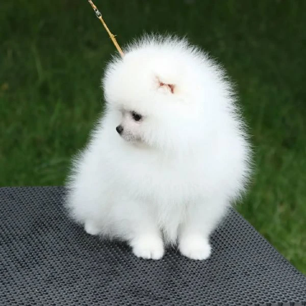 ciao, i cuccioli di spitz di pomerania  | Foto 1