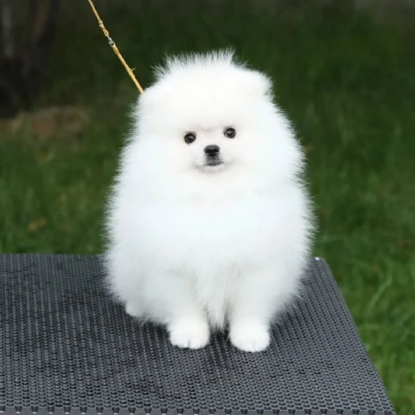 ciao, i cuccioli di spitz di pomerania  | Foto 0