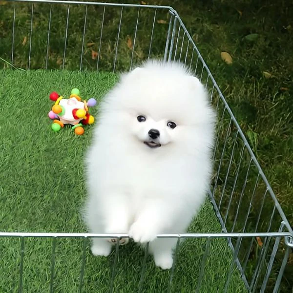 ciao, i cuccioli di spitz di pomerania 