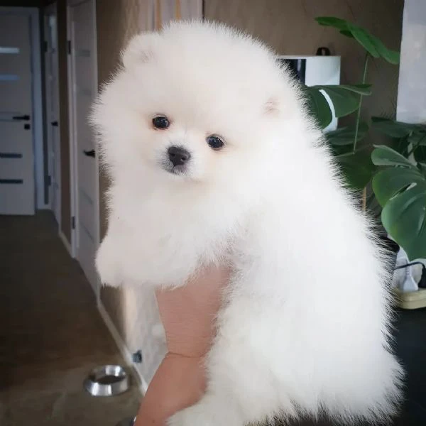pomerania | Foto 1