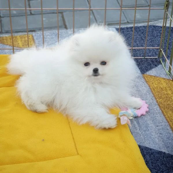 pomerania | Foto 0