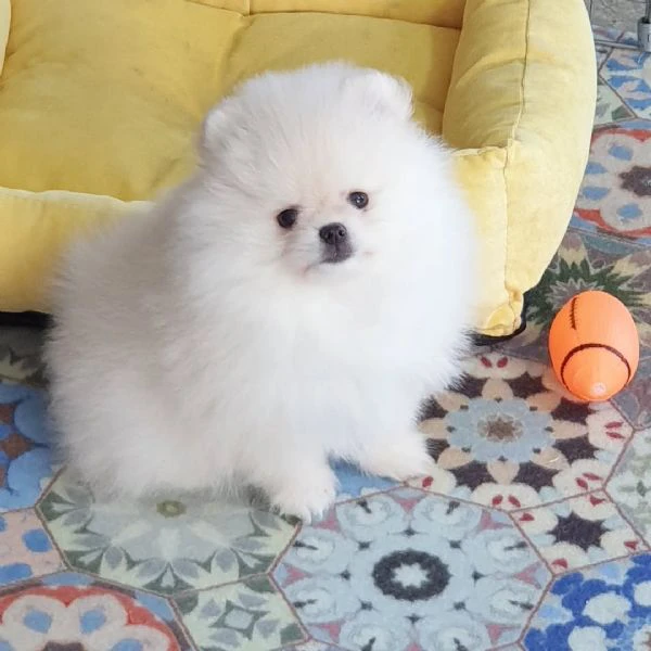 pomerania