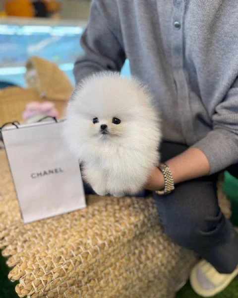 cuccioli di pomerania | Foto 2