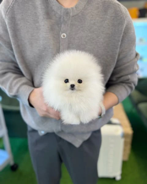 cuccioli di pomerania | Foto 1