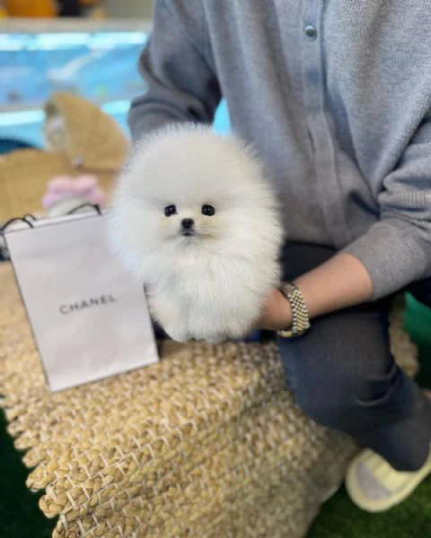 cuccioli di pomerania | Foto 0