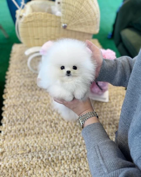 cuccioli di pomerania