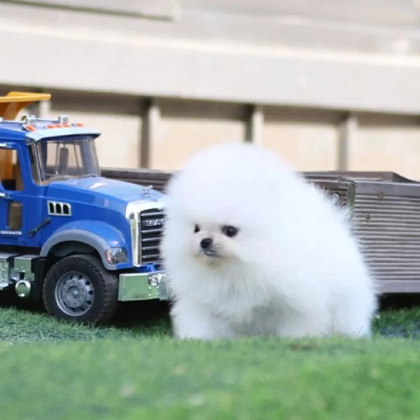 cuccioli di spitz di pomerania in vendita | Foto 0