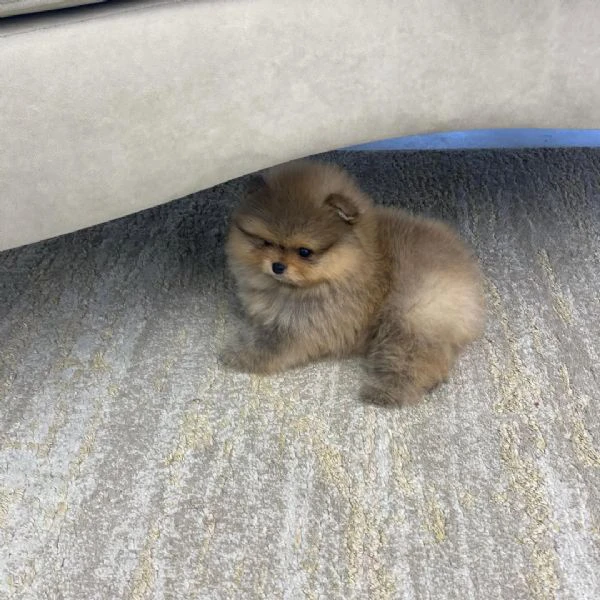 pomerania in vendita, 12 settimane | Foto 2